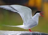 Arctic tern calling - Gillian Day